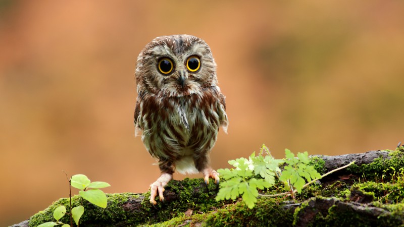 Owl, chicken, forest, eyes (horizontal)