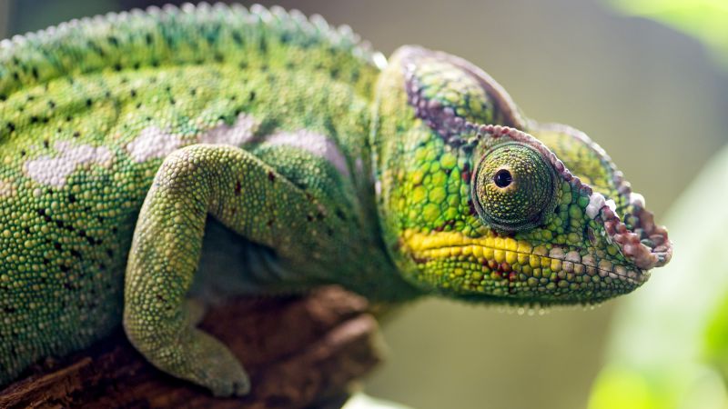 Chameleon, look, blur (horizontal)