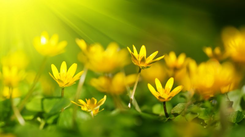 Flowers, 5k, 4k wallpaper, 8k, sunray, yellow, green grass (horizontal)