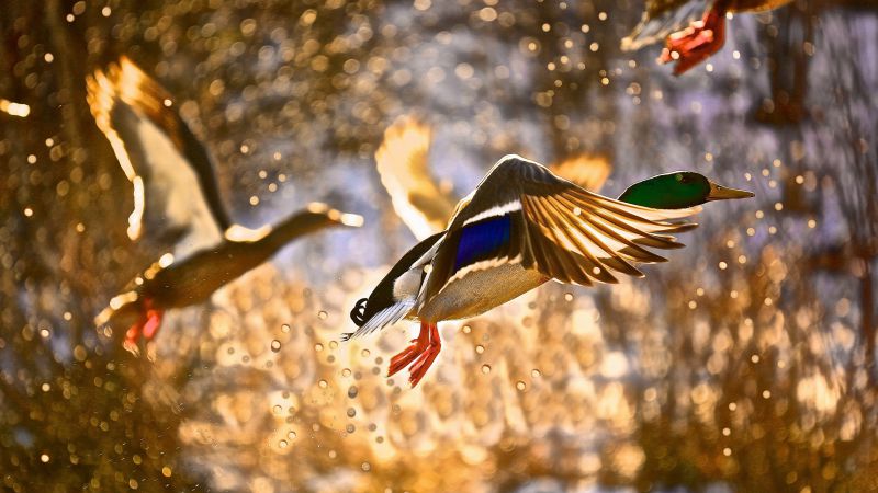 Duck, flight, drops, sun (horizontal)