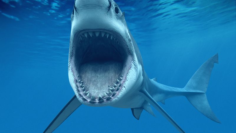 Shark, underwater, Best Diving Sites (horizontal)