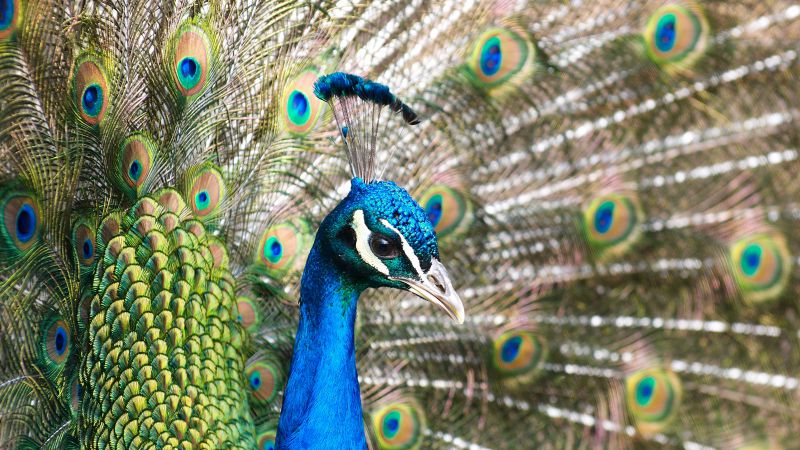 Peacock, feathers (horizontal)