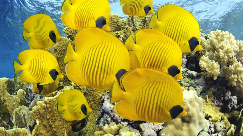 Butterflyfish, underwater, coral, Best Diving Sites (horizontal)