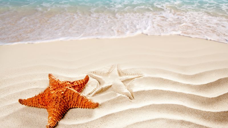 Sea, 5k, 4k wallpaper, ocean, starfish, shore, Best Beaches in the World (horizontal)