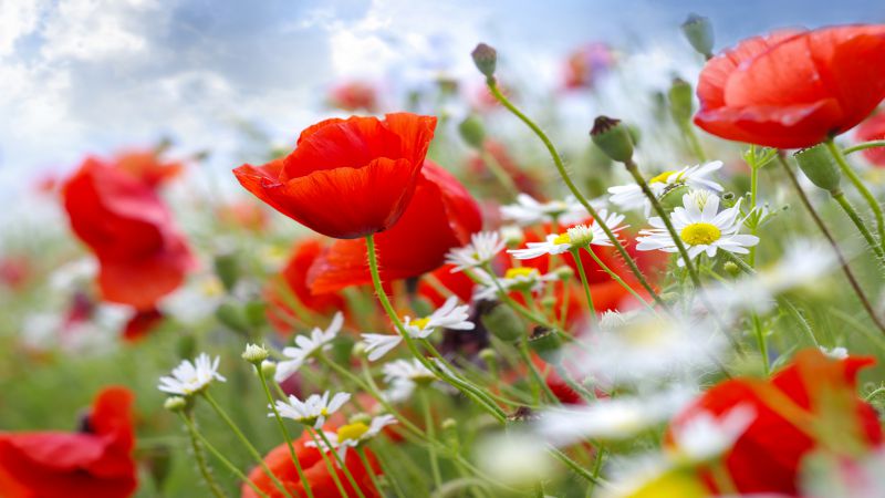 Poppy, 5k, 4k wallpaper, 8k, meadows, wildflowers (horizontal)