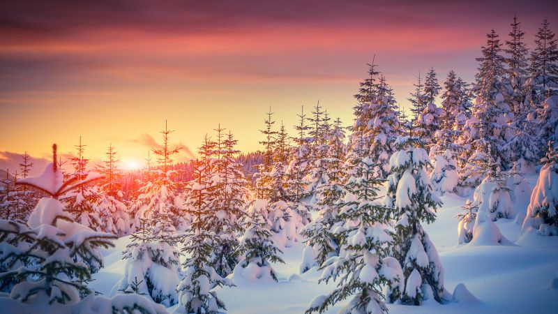 Pines, 5k, 4k wallpaper, 8k, snow, sunset, winter (horizontal)