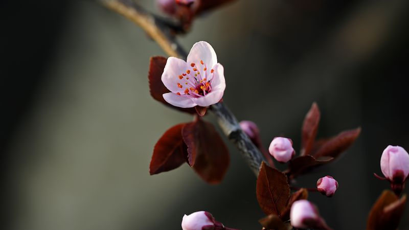 Blossom, HD, 4k wallpaper, flowers, macro (horizontal)