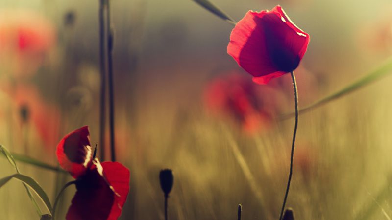 Poppy, 5k, 4k wallpaper, flowers, blur (horizontal)