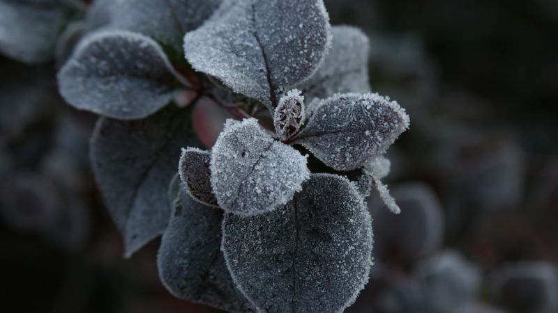 Red Geranium, 5k, 4k wallpaper, macro, flowers, frost (horizontal)