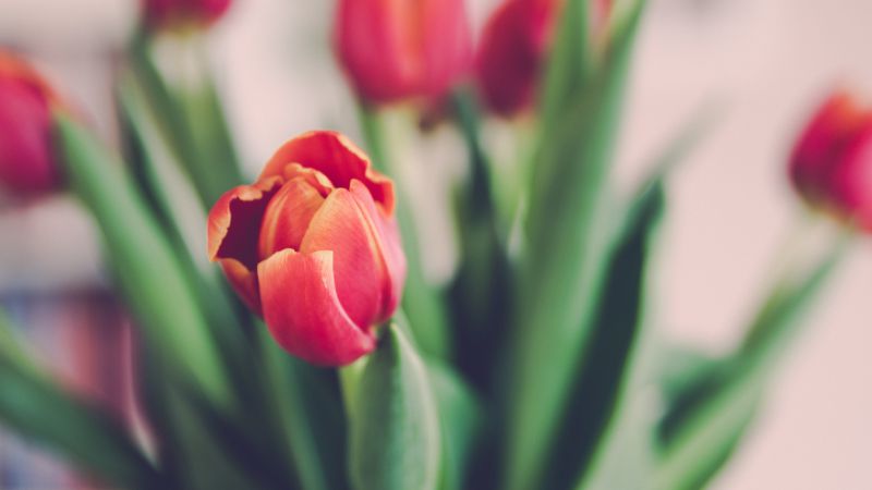 Tulips, 5k, 4k wallpaper, flowers (horizontal)