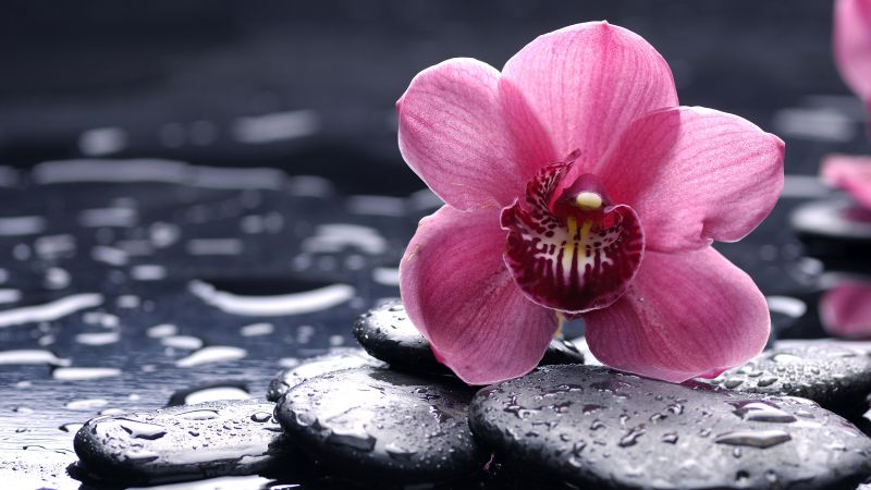 Orchid, 5k, 4k wallpaper, 8k, HD, flowers, drops, pink (horizontal)