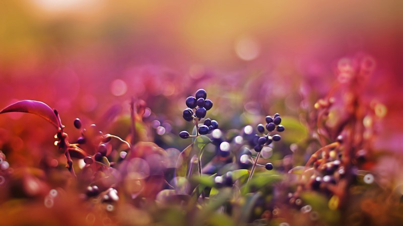 berries, 5k, 4k wallpaper, leaves, macro, bokeh, pink (horizontal)