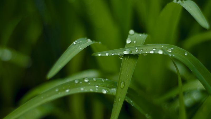 Grass, HD, 4k wallpaper, macro, drops, green (horizontal)