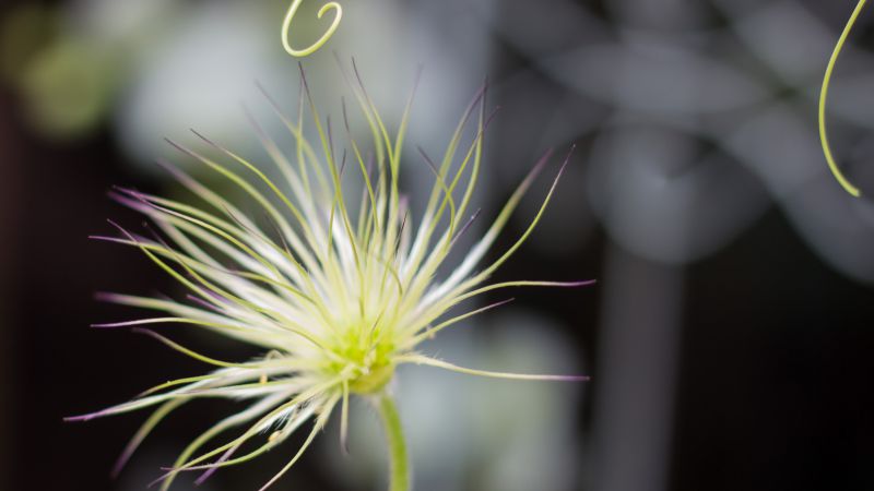 Flowers, 5k, 4k wallpaper, macro, blur (horizontal)