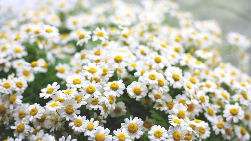 Daisies, 5k, 4k wallpaper, flowers, spring (horizontal)