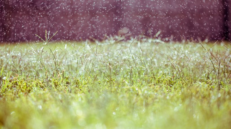 Meadows, 5k, 4k wallpaper, 8k, wildflowers, blur (horizontal)