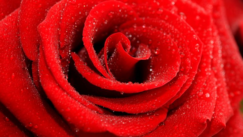 Rose, 5k, 4k wallpaper, macro, red (horizontal)