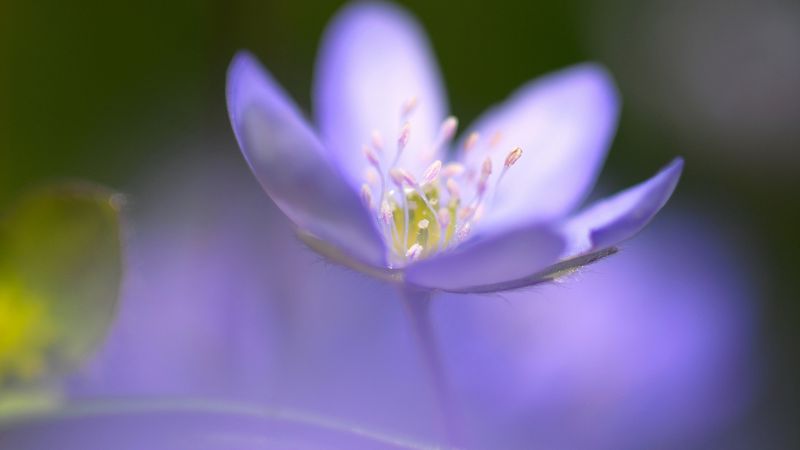 Violet, 5k, 4k wallpaper, flowers, macro (horizontal)