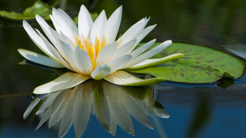 Lotus, 5k, 4k wallpaper, flowers, lake, river (horizontal)