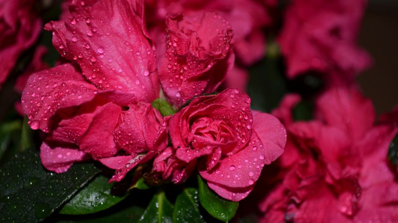 Roses, 5k, 4k wallpaper, flowers, drops, red (horizontal)