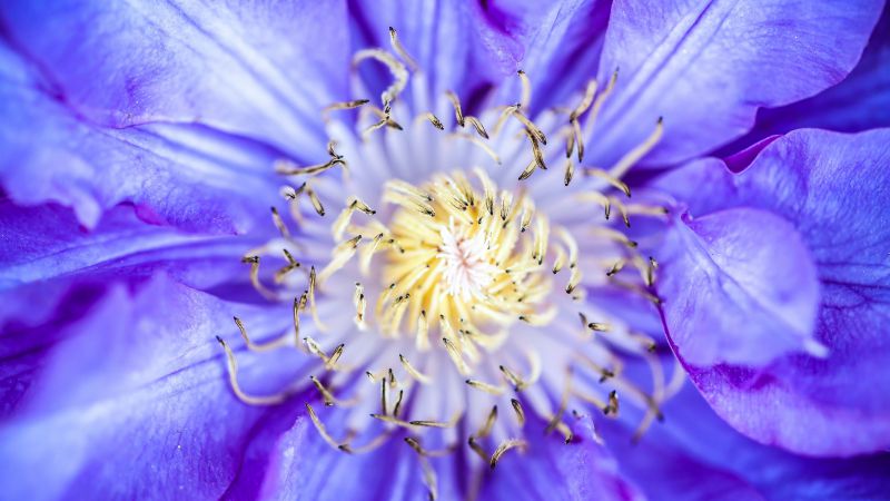 Clematis, 5k, 4k wallpaper, flowers, macro, purple (horizontal)