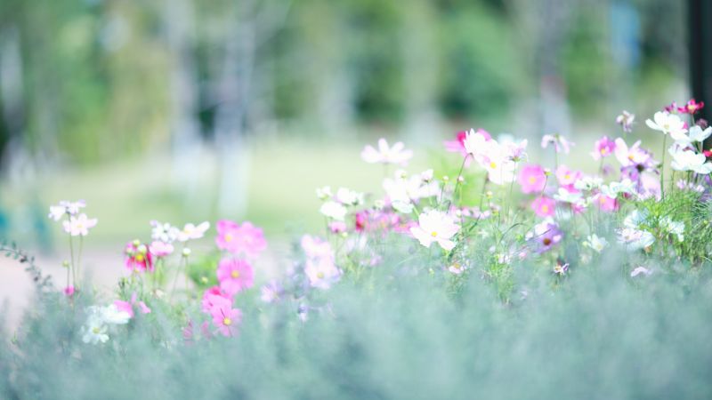 Meadows, 5k, 4k wallpaper, wildflowers, flowers, spring (horizontal)