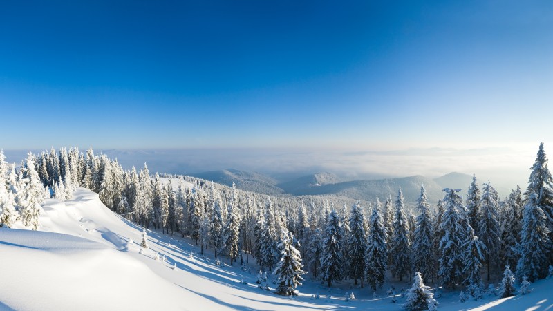 winter forest, 5k, 4k wallpaper, mountain, sun, snow, fir-trees (horizontal)