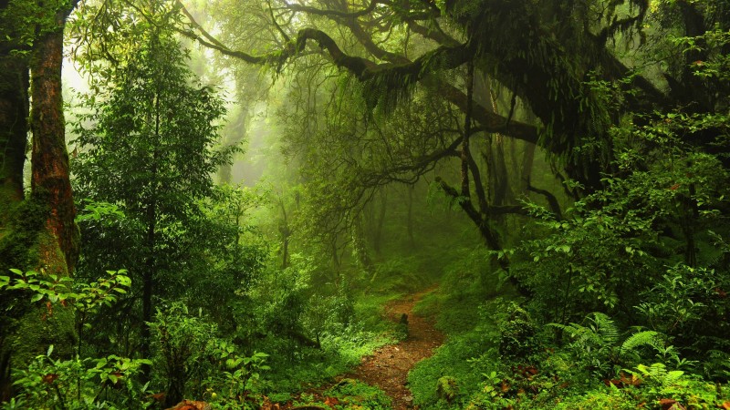 summer forest, 5k, 4k wallpaper, green, trees, leaves, grass (horizontal)