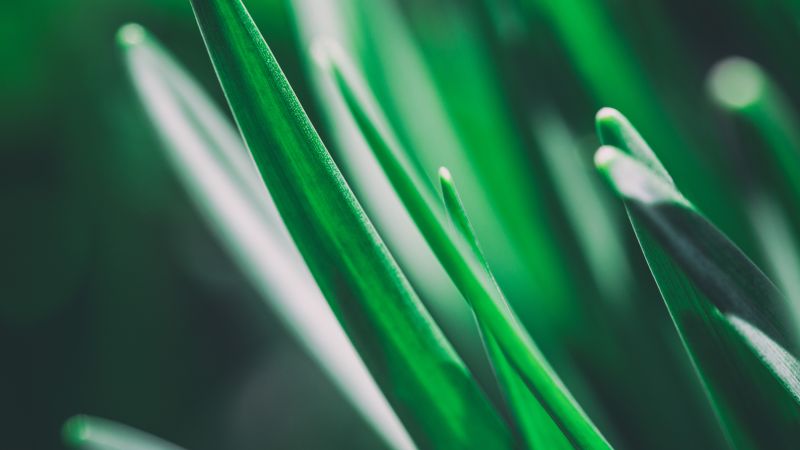 Grass, 5k, 4k wallpaper, macro, green (horizontal)