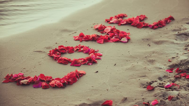 Shore, 5k, 4k wallpaper, 8k, beach, petals, love, sand (horizontal)