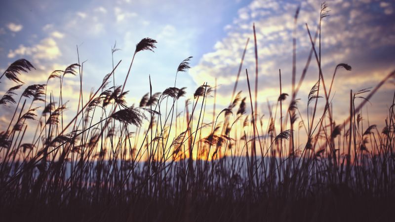 Grass, 4k, 5k wallpaper, 8k, meadows, sunset, clouds (horizontal)