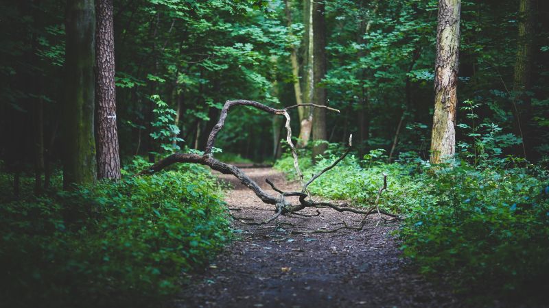 Forest, 4k, 5k wallpaper, 8k, branches, path, trees (horizontal)