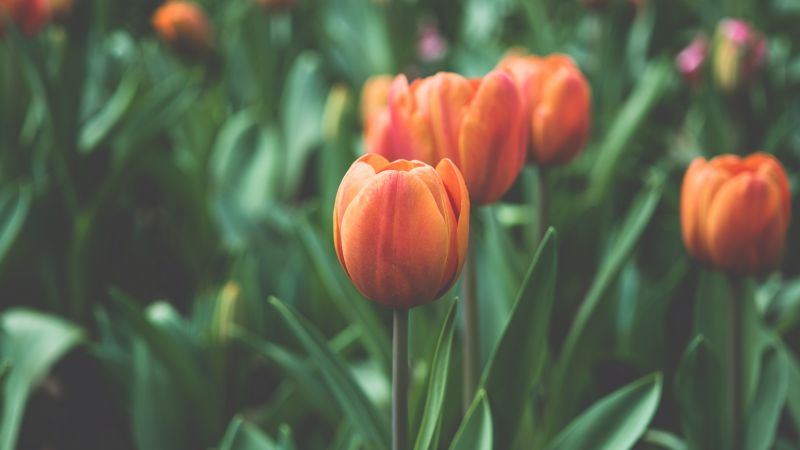 Tulips, 4k, 5k wallpaper, flowers, red, green (horizontal)