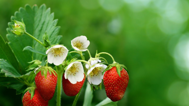 strawberries, greens, flowers, bokeh,  (horizontal)