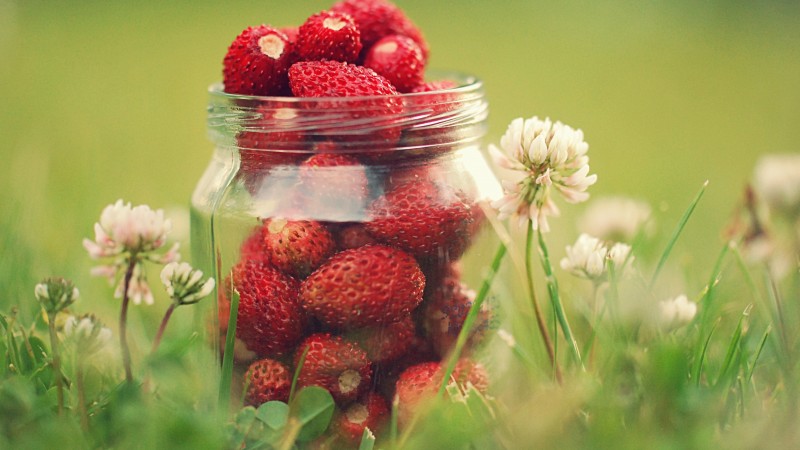 strawberries, greens, flowers, bokeh, dandelions,  (horizontal)