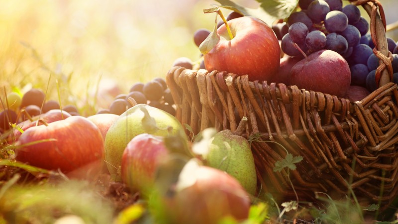 basket, grapes, apples, pears, greens, sun (horizontal)