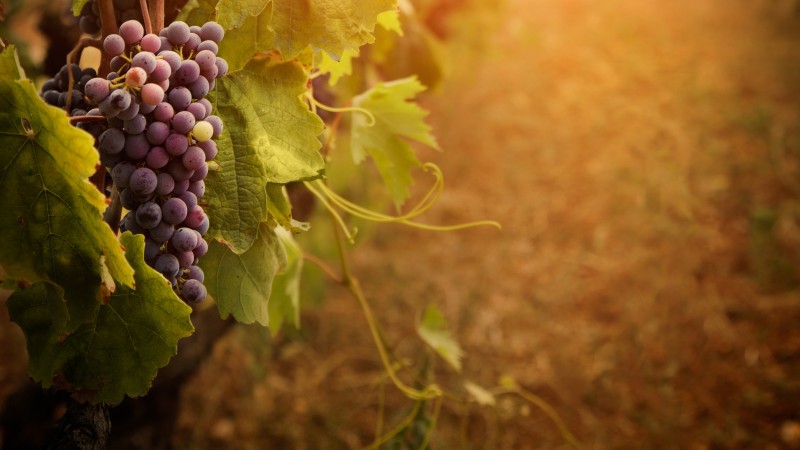 Red grapes, leaves, bunch (horizontal)