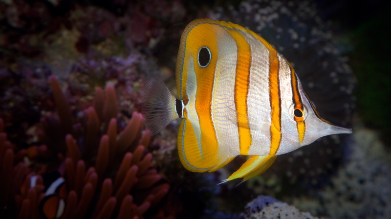 Anemone, inhabitants, aquarium, water, aqua, fish, yellow, Bloody Bay Wall, Little Cayman, The Tiputa Pass, Rangiroa, Polynesia, World's best diving sites (horizontal)