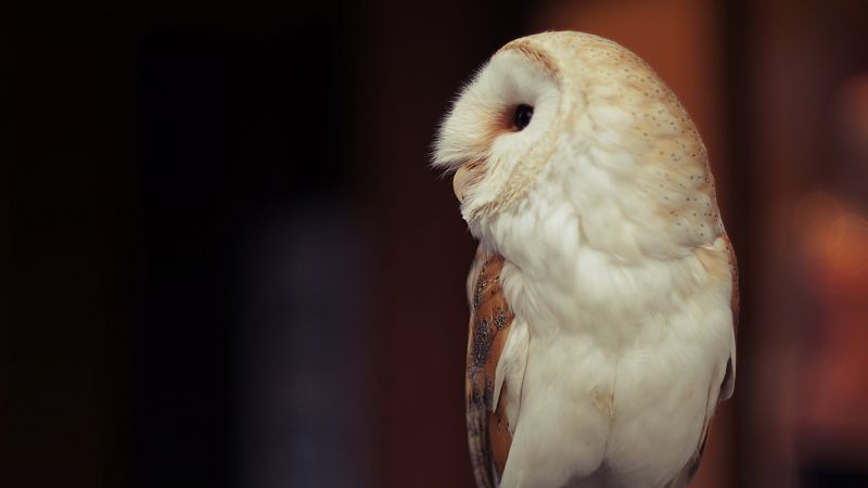 Owl, cute animals (horizontal)