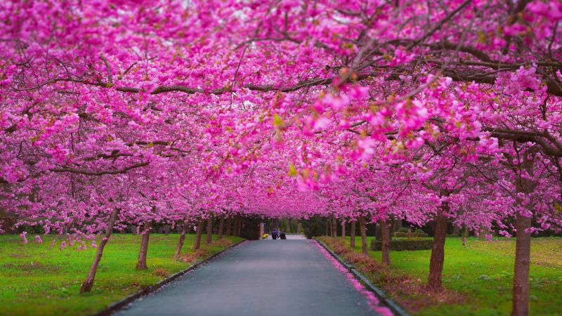 trees, 4k, 5k wallpaper, sakura, spring (horizontal)