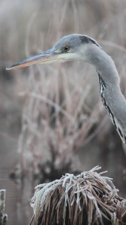 Bird, 5k, 4k wallpaper, Hungary, Eastern Europe, grey, heron, pond, frost, Wildlife (vertical)