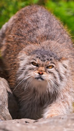 Pallas cat, wild cat, walk, green grass, stones, fluffy, sunny day (vertical)