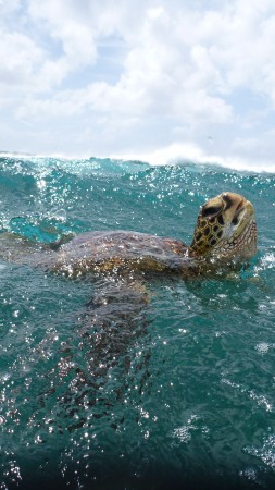 Turtle, surfing, water, sea, ocean, underwater, animal, sky, clouds, Malaysia, World's best diving sites (vertical)