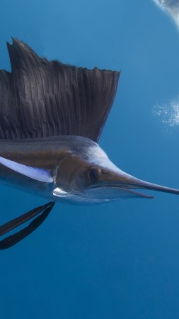 Pacific sailfish, Thailand, Indian ocean, Pacific ocean, tropical regions, diving, tourism, blue sea, fish, diving, tourism, World's best diving sites (vertical)