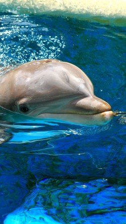 Dolphin, Yerevan Dolphinarium, Armenia, Waves, Water, pool, tourism, diving, blue (vertical)