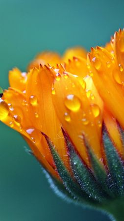 Сalendula Marigold, 5k, 4k wallpaper, Flower, drop, macro (vertical)