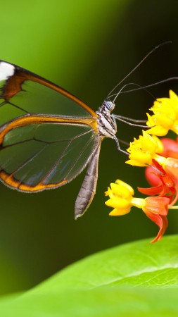 Butterfly, 5k, 4k wallpaper, insects, flowers, green, Glass, nature, garden (vertical)