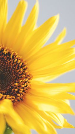 sunflower, 5k, 4k wallpaper, yellow (vertical)