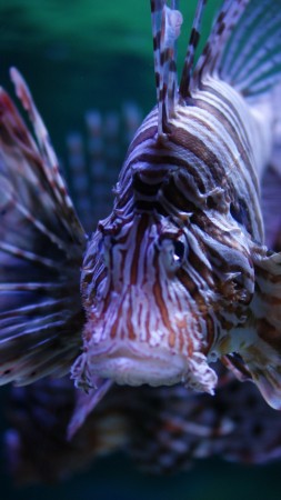 Lionfish, 5k, 4k wallpaper, Budapest, Tropicarium, Oceanarium, aquarium, water, underwater, purple, fish, tourism, diving, World's best diving sites (vertical)