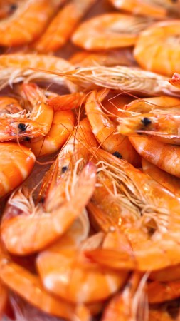 shrimp (vertical)